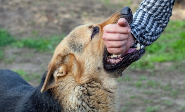 手に噛み付く犬