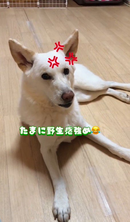 犬臭くもある