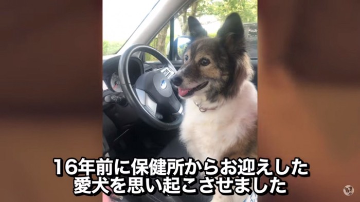 16年前の保護犬