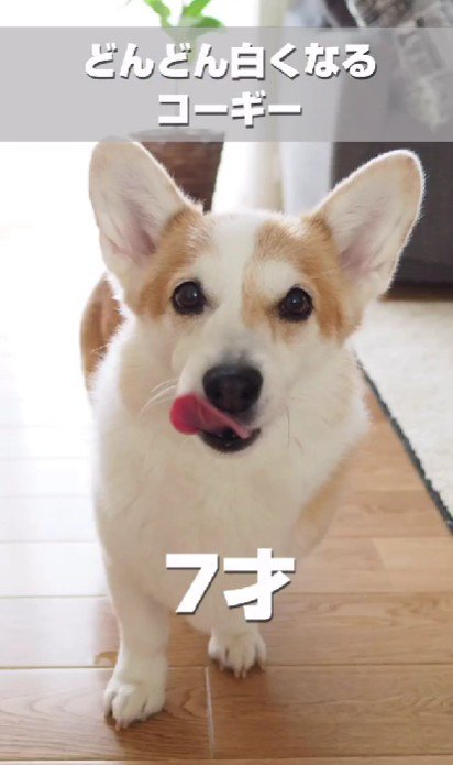 白髪交じりに…