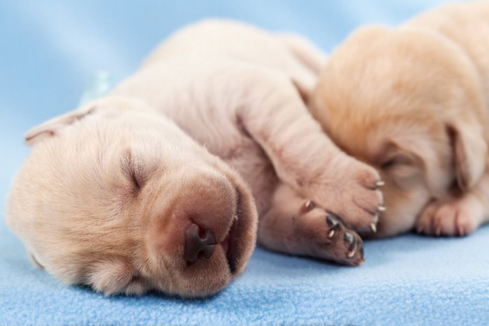 産まれたばかりのラブラドールの子犬たち