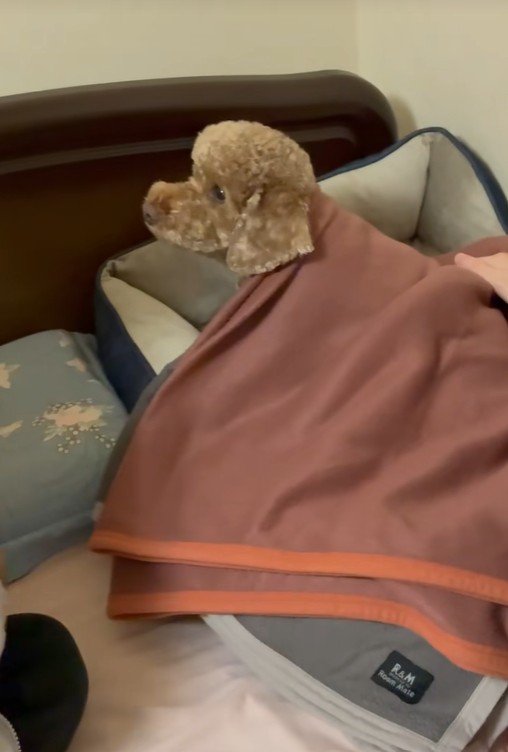 寝る前の茶々丸くんとおばあちゃん8