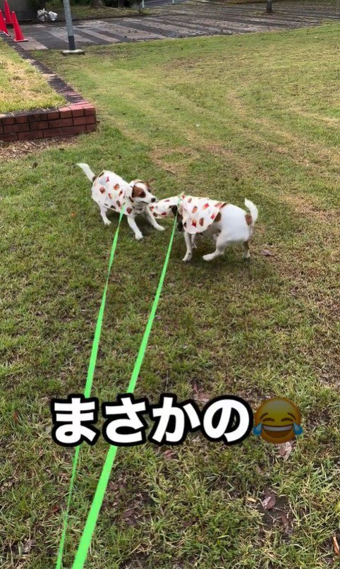 カッパを着てじゃれ合うだいず君＆とろろ君7