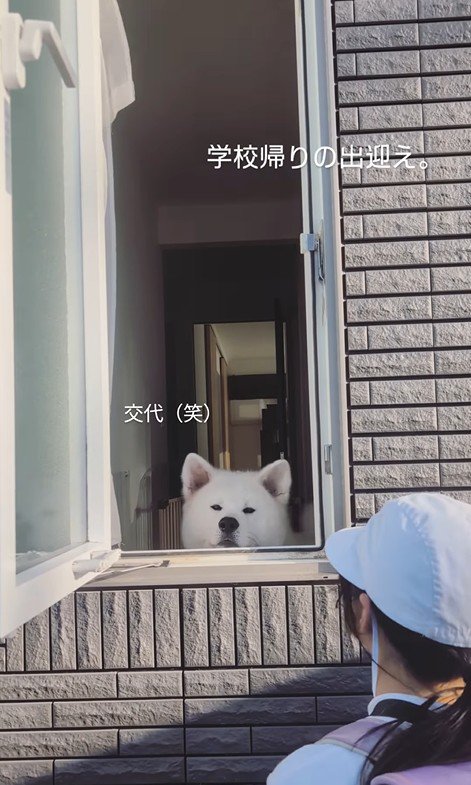 秋田犬のお見送りとお出迎え10