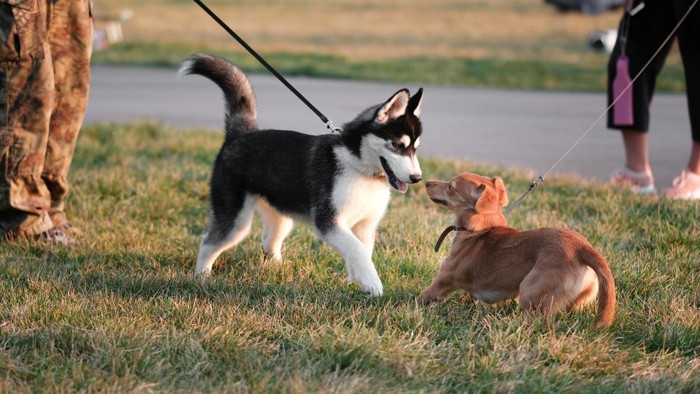 公園を散歩する女性と犬