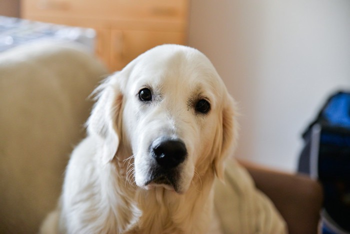 無表情の犬