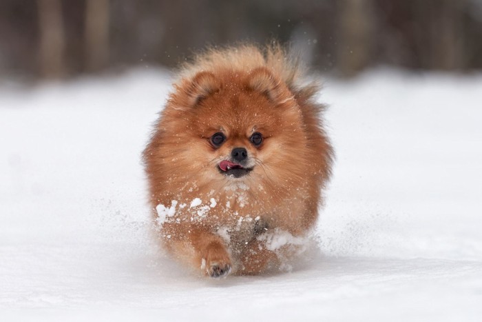 雪の上を駆けるポメラニアン