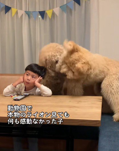大型犬もライオンも怖くない
