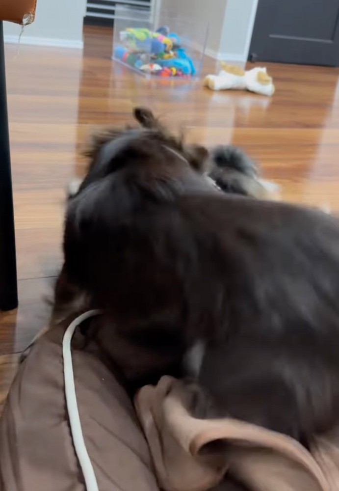 後輩犬を叱る