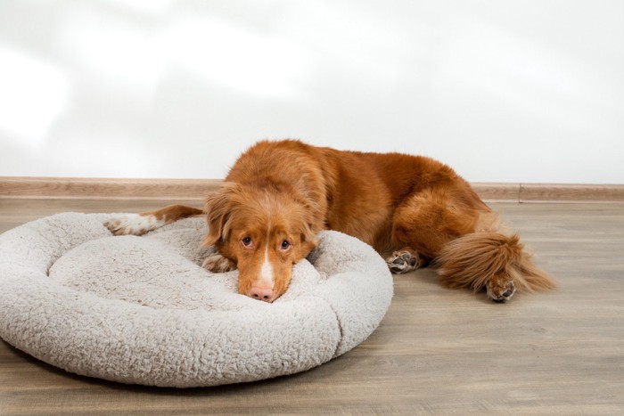 丸いベッドに手と顔を乗せている茶の犬