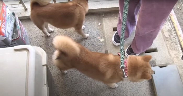 飼い主の足元にいる2匹の柴犬