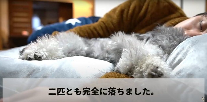 くっついて眠る飼い主とトイプードル