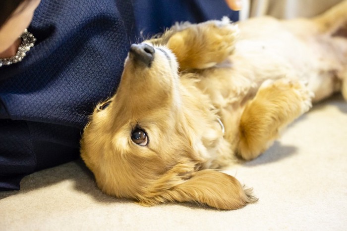 飼い主の隣で横になる犬