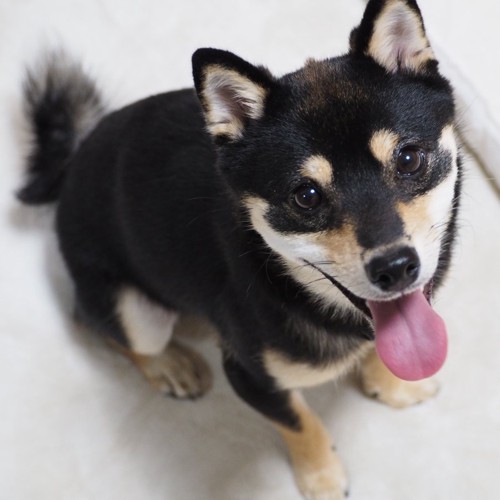 柴犬