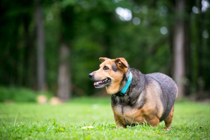 芝生を歩く青い首輪の犬