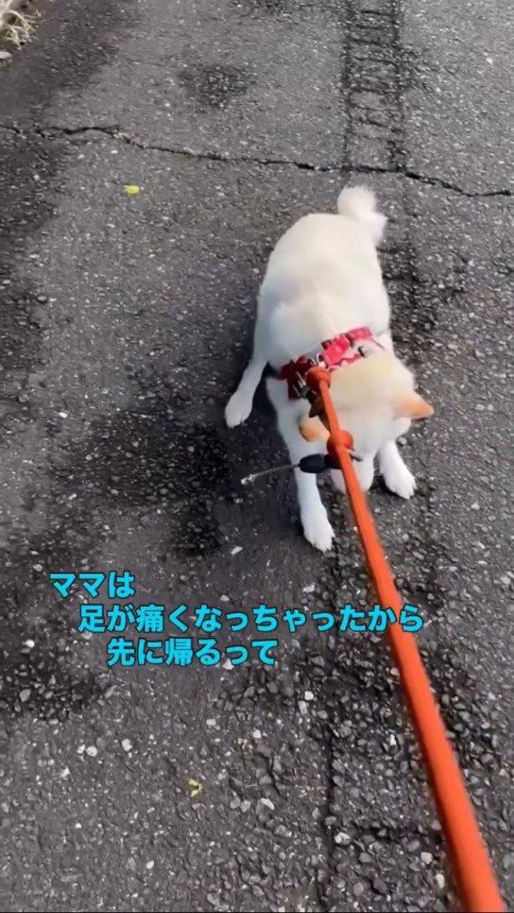 地面に踏ん張る柴犬のリードを必死で引っ張る飼い主さん