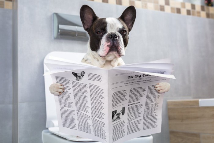 トイレで新聞を読む犬