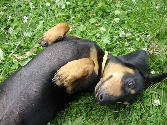 お腹を見せる犬