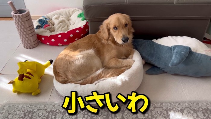 ベッドが羨ましいぷりんくん⑩