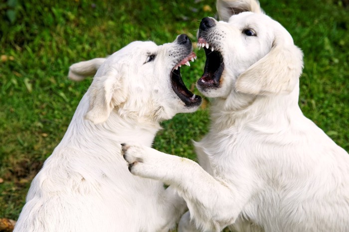 ケンカをする2匹の犬