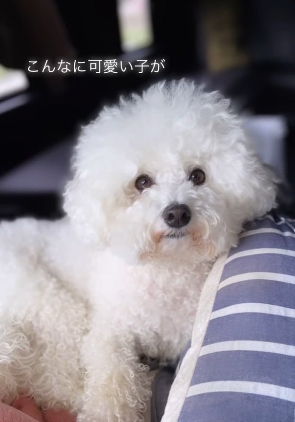 正面を向くまるちゃん