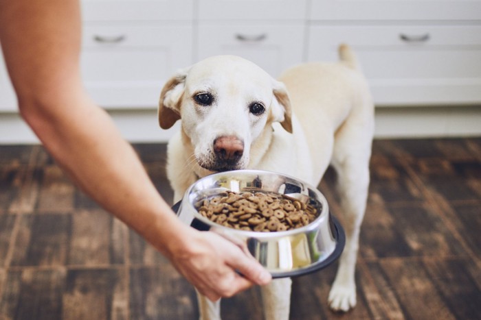 ごはんを食べたがらない犬