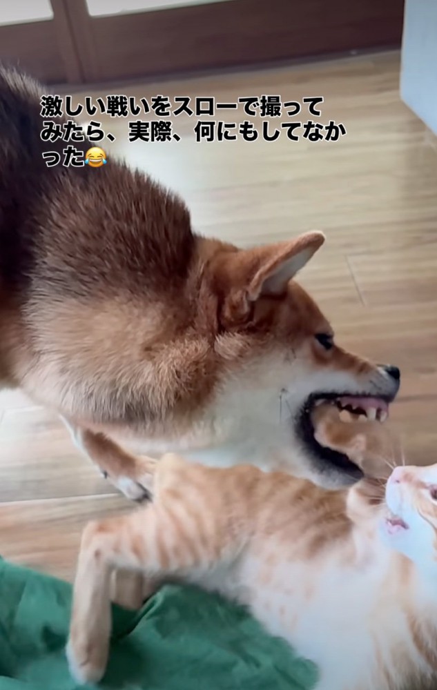 犬の口に子猫の前足が入る