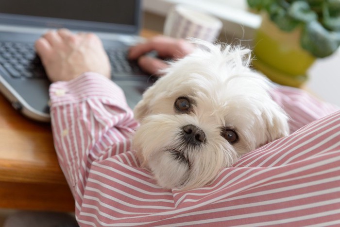 作業する人の腕の中にいる犬