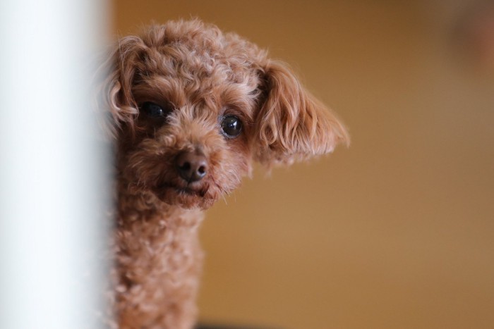 こちらを見つめる犬