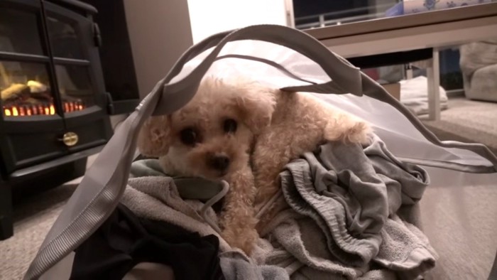 ランドリーバッグに入るモコちゃん