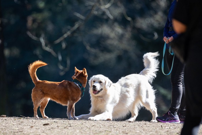 ドッグランで他の犬と遊ぶ犬