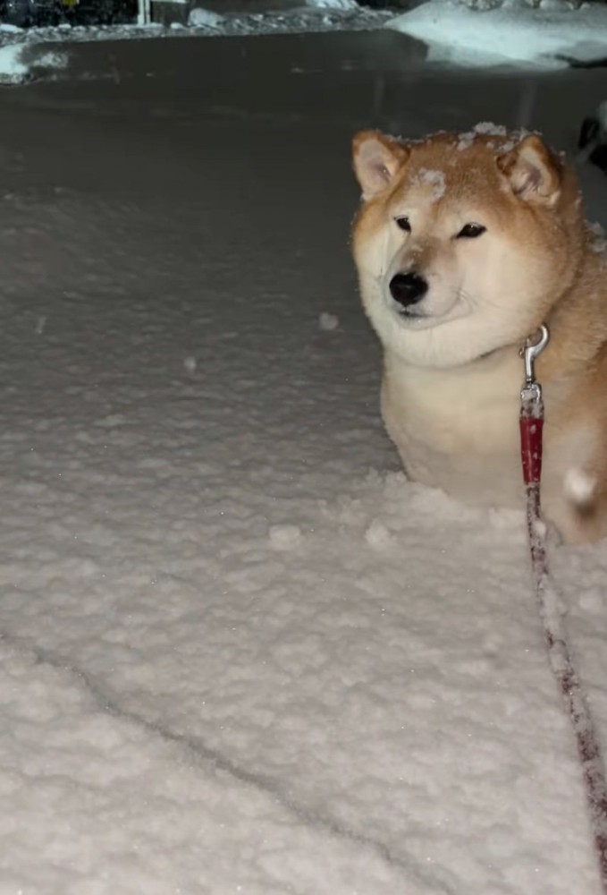 遠くを見つめる柴犬