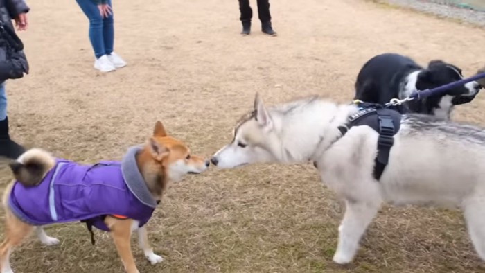 柴犬と挨拶するフィンくん