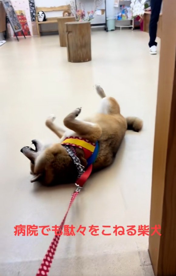 拒否柴の茶々麻呂之介くん