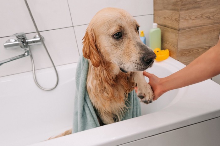 バスタブで前足を上げる犬