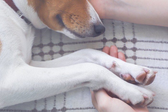 寝ている犬の手を繋ぐ