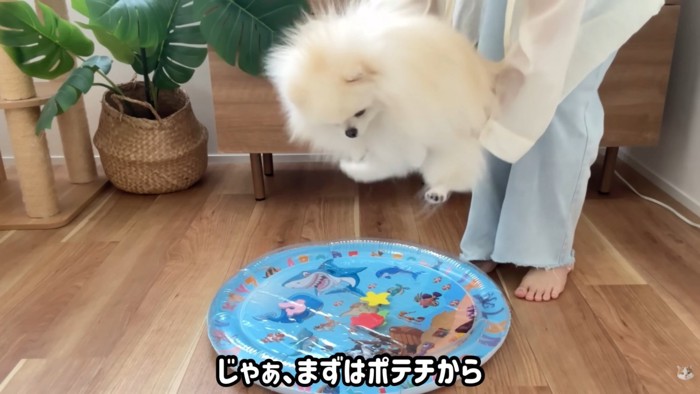 まずはポテチくんを乗せてみます