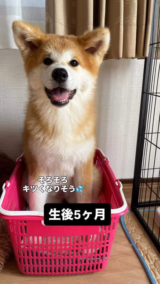カゴの中に入る生後5ヶ月の子犬