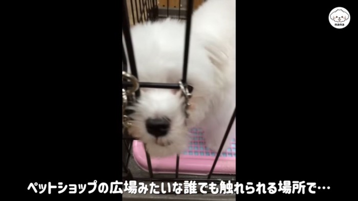 無防備な場所に展示されていた犬