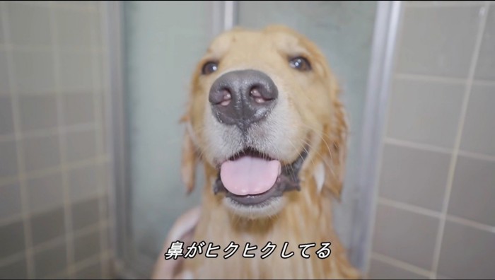 鼻をひくひくさせる犬