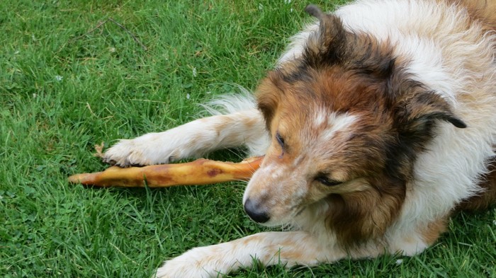 食べる犬