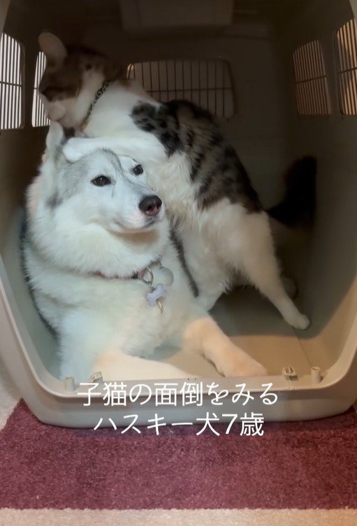 距離が近すぎるローズちゃんとロイくん2