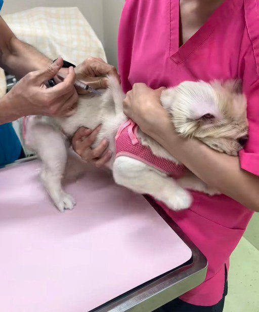 はんぺんちゃんは大騒ぎ！