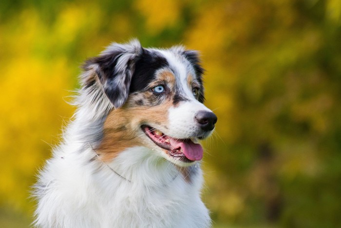 オッドアイのオーシー