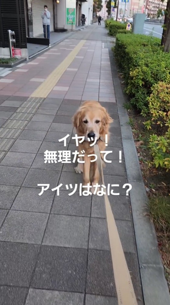 先に進もうとする飼い主に抵抗する犬
