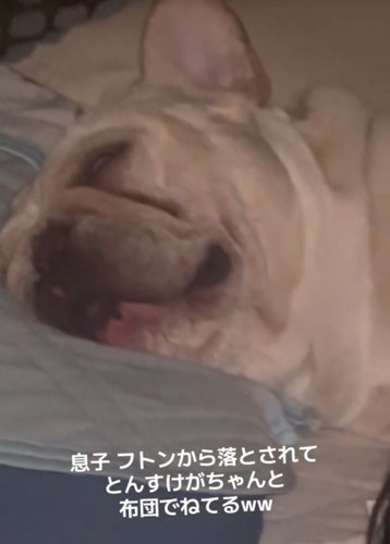 白目を剥いて眠る犬2