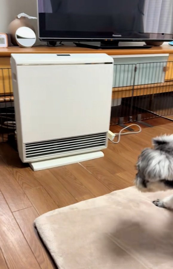 さらに後ずさりするジュディちゃん