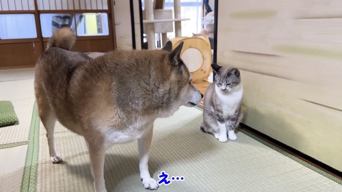 和室で猫の方を見ている柴犬