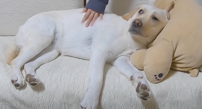 やる気なく飼い主さん見送る犬