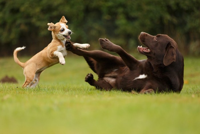 子犬とじゃれあうチョコラブ